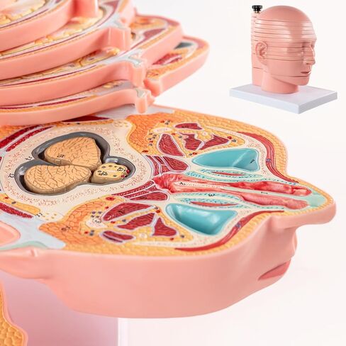 EVOTECH SCIENTIFIC Human Head and Brain Cross-Section Anatomy Model, 12 Parts Human Brain Anatomy Model Slice Horizontal with Mark for Medical Education Learning Study in Saudi Arabia