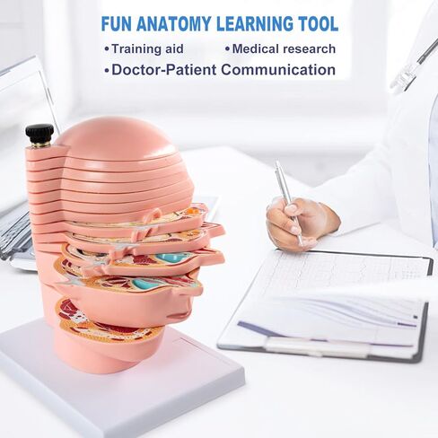 EVOTECH SCIENTIFIC Human Head and Brain Cross-Section Anatomy Model, 12 Parts Human Brain Anatomy Model Slice Horizontal with Mark for Medical Education Learning Study in Saudi Arabia