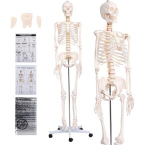 70.8'' Human Skeleton Model with Nervous System, Carotid Artery & Science Education Charts & Posters ,Life Size Posable Anatomy Skeleton Medical Skeleton + Stand Anatomy and Physiology Study Tools in Saudi Arabia