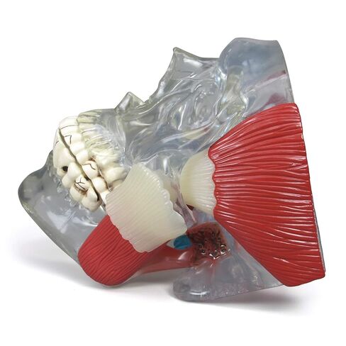 GPI Anatomicals - Temporomandibular Joint (TMJ) Model, Replica with Pathologies for Human Anatomy and Physiology Education, Anatomy Model for Doctor's Offices and Classrooms, Medical Study Supplies in Kuwait