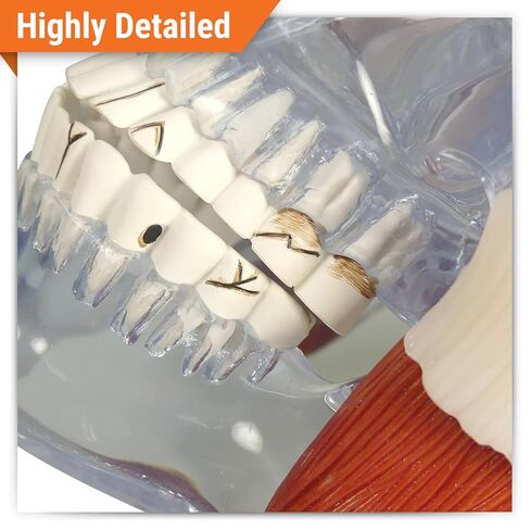 GPI Anatomicals - Temporomandibular Joint (TMJ) Model, Replica with Pathologies for Human Anatomy and Physiology Education, Anatomy Model for Doctor's Offices and Classrooms, Medical Study Supplies in Kuwait