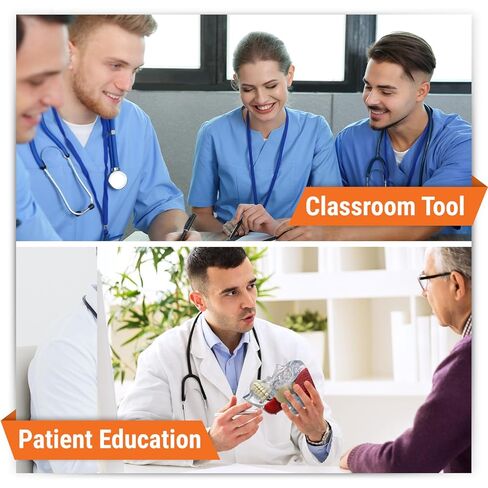 GPI Anatomicals - Temporomandibular Joint (TMJ) Model, Replica with Pathologies for Human Anatomy and Physiology Education, Anatomy Model for Doctor's Offices and Classrooms, Medical Study Supplies in Kuwait