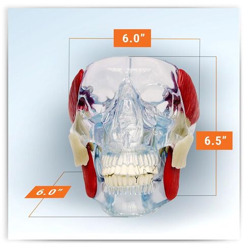 GPI Anatomicals - Temporomandibular Joint (TMJ) Model, Replica with Pathologies for Human Anatomy and Physiology Education, Anatomy Model for Doctor's Offices and Classrooms, Medical Study Supplies in Kuwait