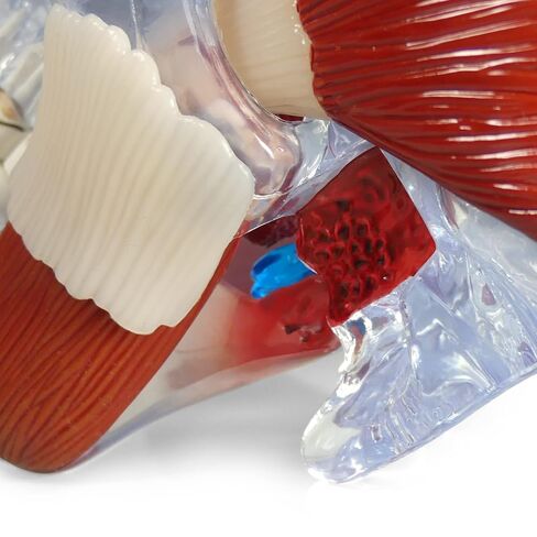 GPI Anatomicals - Temporomandibular Joint (TMJ) Model, Replica with Pathologies for Human Anatomy and Physiology Education, Anatomy Model for Doctor's Offices and Classrooms, Medical Study Supplies in Kuwait