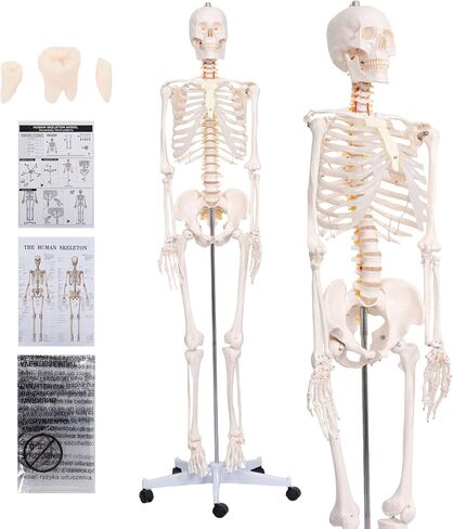 70.8'' Human Skeleton Model with Nervous System, Carotid Artery & Science Education Charts & Posters ,Life Size Posable Anatomy Skeleton Medical Skeleton + Stand Anatomy and Physiology Study Tools in Saudi Arabia