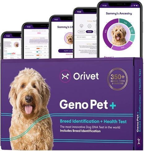 طقم اختبار الحمض النووي للكلاب من ORIVET GenoPet Plus - معرف السلالة والصحة الوراثية + فحص السمات | 280+ سمات | أصل الكلاب | جينوبت + خطة الحياة | مسحة في المنزل | تظهر النتائج خلال 21-25 يومًا بعد التنشيط in Kuwait
