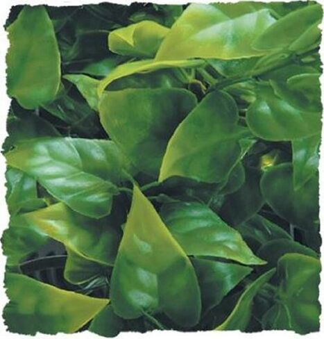 Zoo Med Naturalistic Bush Plant Mexican Phyllo, Large in Saudi Arabia