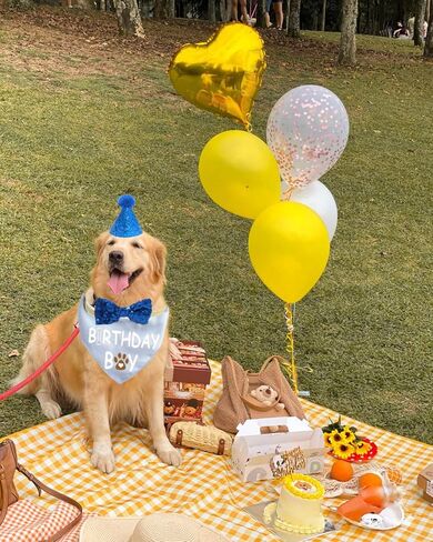 Dog Birthday Bandana， Dog Birthday Hat Dog Birthday Gift Birthday Hat for Dog Dog Bow Tie Dog Birthday Party Supplies Dog Birthday Party(Large) in Kuwait