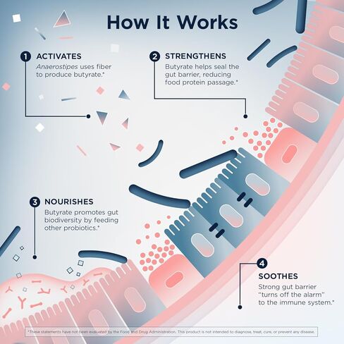 Designs for Health Anaerostipes Probiotic - 1 Billion AFU of Butyrate-Producing Probiotics for Gut Health Support, Microbiome Balance, and Immune Support - Live Probiotics, Gluten Free (30 Capsules)​ in Saudi Arabia