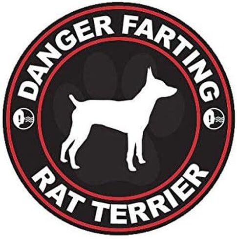 Danger Farting Rat Terrier Sticker Decal Vinyl Dog Canine pet 5" Bumper Locker Laptop Window - Sticks to Any Surface in Saudi Arabia