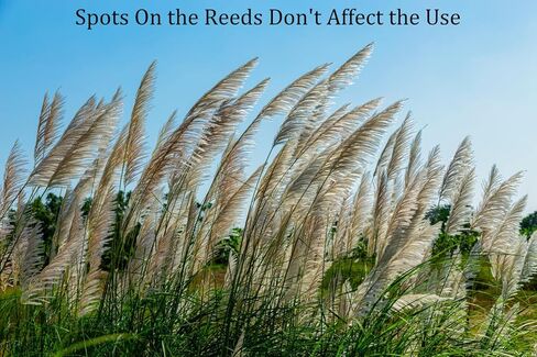 10 عبوات من قصب ألتو ساكسفون من SUEWIO، قوة 3.0، قصب ألتو ساكس التقليدية مع حقيبة محمولة، طرف قصب أرق وتصميم مقطوع غير محفوظ، مثالية للاعبي الساكسفون ذوي الخبرة in Kuwait