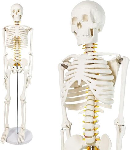 NEW HORIZON Human Skeleton Model for Anatomy 34" Tall Life Size Skeleton with Detachable Metal Base for Classroom Teaching and Lab Study,Resuscitation mannequins in Saudi Arabia