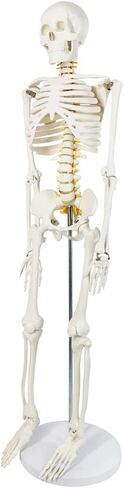 NEW HORIZON Human Skeleton Model for Anatomy 34" Tall Life Size Skeleton with Detachable Metal Base for Classroom Teaching and Lab Study,Resuscitation mannequins in Saudi Arabia