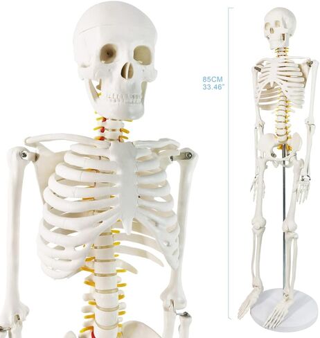 NEW HORIZON Human Skeleton Model for Anatomy 34" Tall Life Size Skeleton with Detachable Metal Base for Classroom Teaching and Lab Study,Resuscitation mannequins in Saudi Arabia
