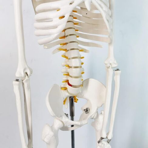 NEW HORIZON Human Skeleton Model for Anatomy 34" Tall Life Size Skeleton with Detachable Metal Base for Classroom Teaching and Lab Study,Resuscitation mannequins in Saudi Arabia