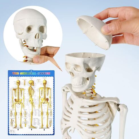 NEW HORIZON Human Skeleton Model for Anatomy 34" Tall Life Size Skeleton with Detachable Metal Base for Classroom Teaching and Lab Study,Resuscitation mannequins in Saudi Arabia