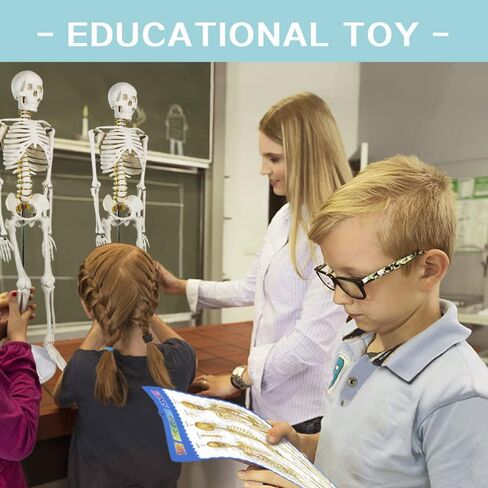 NEW HORIZON Human Skeleton Model for Anatomy 34" Tall Life Size Skeleton with Detachable Metal Base for Classroom Teaching and Lab Study,Resuscitation mannequins in Saudi Arabia