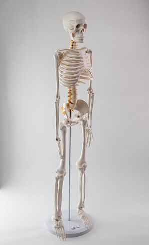 NEW HORIZON Human Skeleton Model for Anatomy 34" Tall Life Size Skeleton with Detachable Metal Base for Classroom Teaching and Lab Study,Resuscitation mannequins in Saudi Arabia