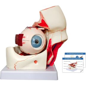 نموذج تشريح مداري للعين البشرية من JNMFTD، نموذج مداري مقلة العين مكبر 3X قابل للإزالة يظهر عدسة قزحية القرنية العصبية البصرية والجسم الزجاجي مع دليل المنتج لأبحاث التدريس الطبي in Kuwait
