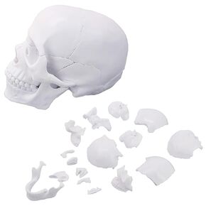 Mini Human Skull Model,White Human Anatomy Exploded Skull,Removable 17 Parts Anatomy Skull Model for Student Study,Teaching Demonstration and Medical Education Display in Kuwait