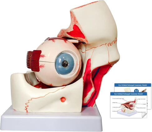 نموذج تشريح مداري للعين البشرية من JNMFTD، نموذج مداري مقلة العين مكبر 3X قابل للإزالة يظهر عدسة قزحية القرنية العصبية البصرية والجسم الزجاجي مع دليل المنتج لأبحاث التدريس الطبي in Kuwait