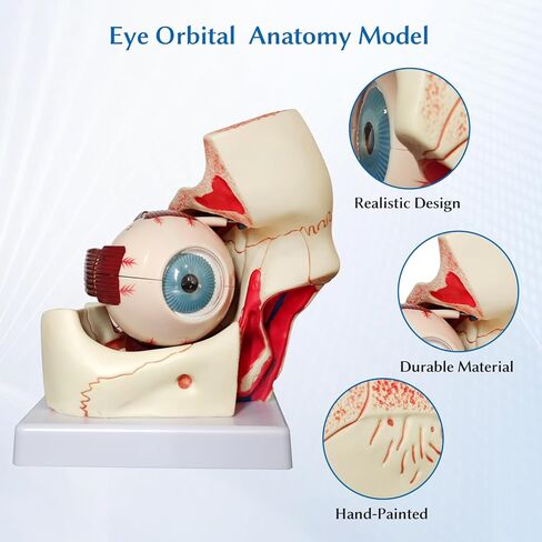 نموذج تشريح مداري للعين البشرية من JNMFTD، نموذج مداري مقلة العين مكبر 3X قابل للإزالة يظهر عدسة قزحية القرنية العصبية البصرية والجسم الزجاجي مع دليل المنتج لأبحاث التدريس الطبي in Kuwait