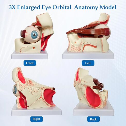 نموذج تشريح مداري للعين البشرية من JNMFTD، نموذج مداري مقلة العين مكبر 3X قابل للإزالة يظهر عدسة قزحية القرنية العصبية البصرية والجسم الزجاجي مع دليل المنتج لأبحاث التدريس الطبي in Kuwait