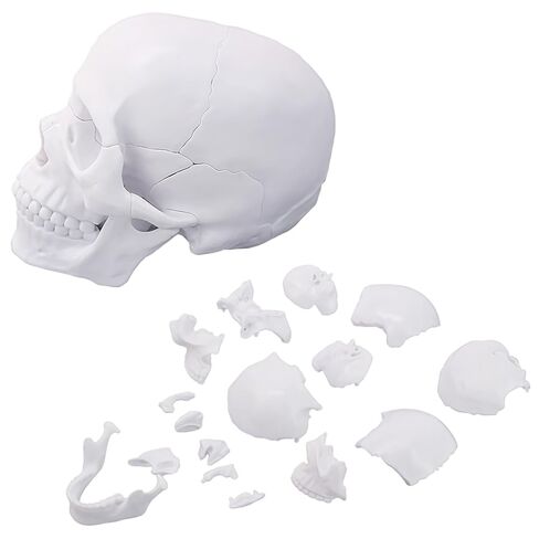 Mini Human Skull Model,White Human Anatomy Exploded Skull,Removable 17 Parts Anatomy Skull Model for Student Study,Teaching Demonstration and Medical Education Display in Kuwait