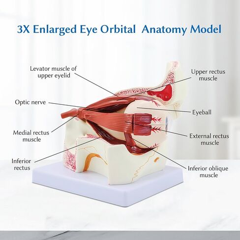 نموذج تشريح مداري للعين البشرية من JNMFTD، نموذج مداري مقلة العين مكبر 3X قابل للإزالة يظهر عدسة قزحية القرنية العصبية البصرية والجسم الزجاجي مع دليل المنتج لأبحاث التدريس الطبي in Kuwait