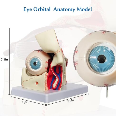 نموذج تشريح مداري للعين البشرية من JNMFTD، نموذج مداري مقلة العين مكبر 3X قابل للإزالة يظهر عدسة قزحية القرنية العصبية البصرية والجسم الزجاجي مع دليل المنتج لأبحاث التدريس الطبي in Kuwait