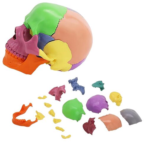 Mini Human Skull Model,White Human Anatomy Exploded Skull,Removable 17 Parts Anatomy Skull Model for Student Study,Teaching Demonstration and Medical Education Display in Saudi Arabia