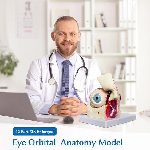 نموذج تشريح مداري للعين البشرية من JNMFTD، نموذج مداري مقلة العين مكبر 3X قابل للإزالة يظهر عدسة قزحية القرنية العصبية البصرية والجسم الزجاجي مع دليل المنتج لأبحاث التدريس الطبي in Kuwait