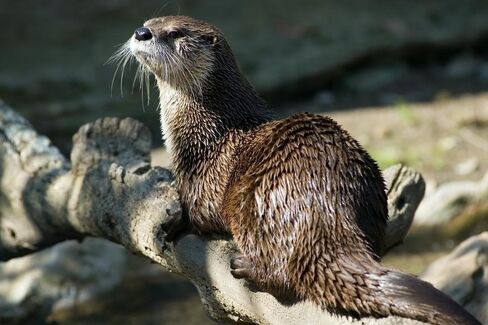 Wallmonkeys River Otter Wall Mural Peel and Stick Graphic (36 in W x 24 in H) WM348349 in Saudi Arabia