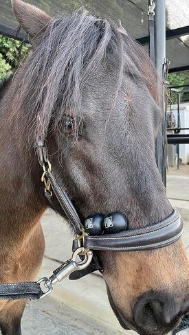 Gallop Glam Calming & Noise-Reducing Horse Ear Plugs – Soft Foam Equestrian Calming Aid for Noise Reduction, Perfect for Riding, Training, Shows, Trailering – Reusable (Black/Silver, 6-Pack) in Saudi Arabia