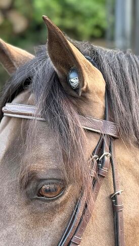 Gallop Glam Calming & Noise-Reducing Horse Ear Plugs – Soft Foam Equestrian Calming Aid for Noise Reduction, Perfect for Riding, Training, Shows, Trailering – Reusable (Black/Silver, 6-Pack) in Saudi Arabia