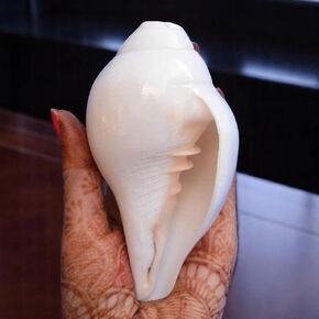 أصداف محارة أصلية (VAMAVARTI BAJNEWALA) مقاس 5 بوصات - عالية وكبيرة من Vamavarti Dattatreya تهب شانخ (أبيض) | شانكا أصلية لطقوس Puja Shankhnaad Plain Pooja Shankh in Kuwait