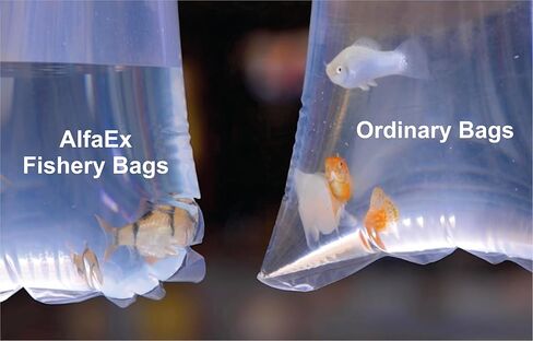 Fishery Bags 3 Inches Leak Proof Rounded Bottom Clear Plastic Fish Bags for Shrimps and Betta Fish Transport. (3" x 14" / 100 Pack / 2 Mil) in Kuwait