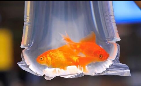 Fishery Bags 3 Inches Leak Proof Rounded Bottom Clear Plastic Fish Bags for Shrimps and Betta Fish Transport. (3" x 14" / 100 Pack / 2 Mil) in Kuwait