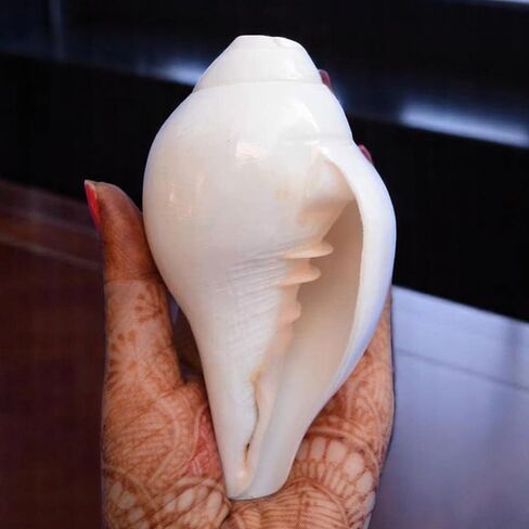 أصداف محارة أصلية (VAMAVARTI BAJNEWALA) مقاس 5 بوصات - عالية وكبيرة من Vamavarti Dattatreya تهب شانخ (أبيض) | شانكا أصلية لطقوس Puja Shankhnaad Plain Pooja Shankh in Kuwait