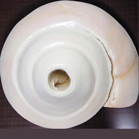 أصداف محارة أصلية (VAMAVARTI BAJNEWALA) مقاس 5 بوصات - عالية وكبيرة من Vamavarti Dattatreya تهب شانخ (أبيض) | شانكا أصلية لطقوس Puja Shankhnaad Plain Pooja Shankh in Kuwait