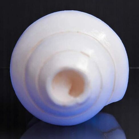 أصداف محارة أصلية (VAMAVARTI BAJNEWALA) مقاس 5 بوصات - عالية وكبيرة من Vamavarti Dattatreya تهب شانخ (أبيض) | شانكا أصلية لطقوس Puja Shankhnaad Plain Pooja Shankh in Kuwait