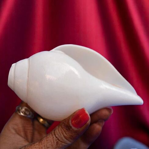 أصداف محارة أصلية (VAMAVARTI BAJNEWALA) مقاس 5 بوصات - عالية وكبيرة من Vamavarti Dattatreya تهب شانخ (أبيض) | شانكا أصلية لطقوس Puja Shankhnaad Plain Pooja Shankh in Kuwait