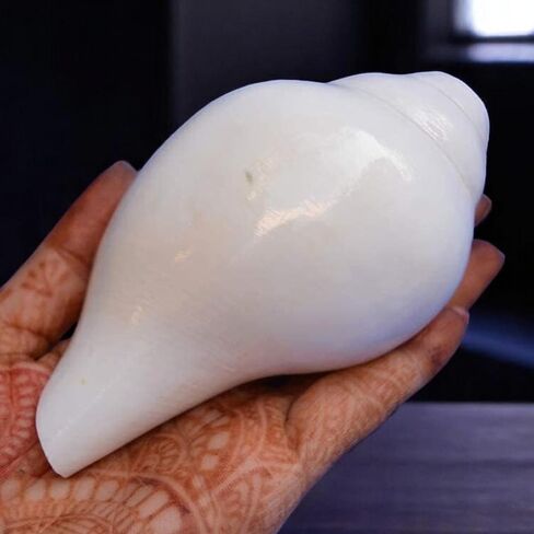 أصداف محارة أصلية (VAMAVARTI BAJNEWALA) مقاس 5 بوصات - عالية وكبيرة من Vamavarti Dattatreya تهب شانخ (أبيض) | شانكا أصلية لطقوس Puja Shankhnaad Plain Pooja Shankh in Kuwait