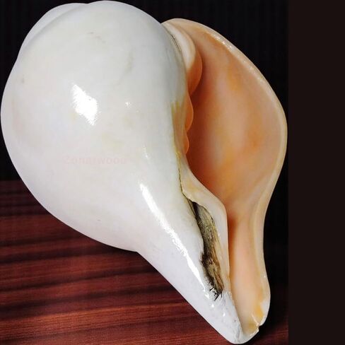 أصداف محارة أصلية (VAMAVARTI BAJNEWALA) مقاس 5 بوصات - عالية وكبيرة من Vamavarti Dattatreya تهب شانخ (أبيض) | شانكا أصلية لطقوس Puja Shankhnaad Plain Pooja Shankh in Kuwait