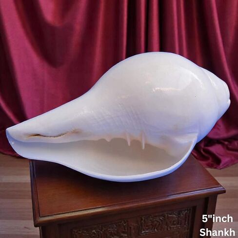 أصداف محارة أصلية (VAMAVARTI BAJNEWALA) مقاس 5 بوصات - عالية وكبيرة من Vamavarti Dattatreya تهب شانخ (أبيض) | شانكا أصلية لطقوس Puja Shankhnaad Plain Pooja Shankh in Kuwait