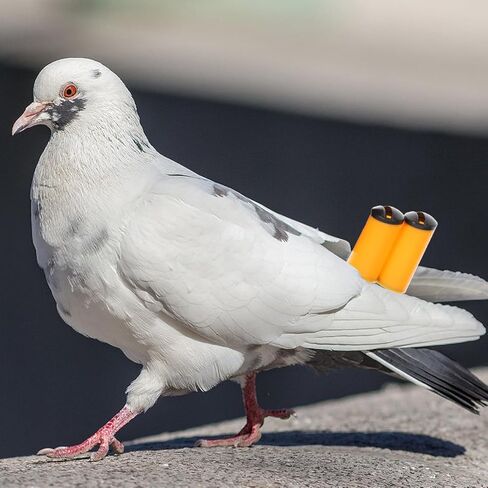 صفارات الحمام الصاخبة من Mipcase، 2 صفارات تدريب الحيوانات الأليفة للطيور لتدريب الحمام، لون عشوائي in Kuwait