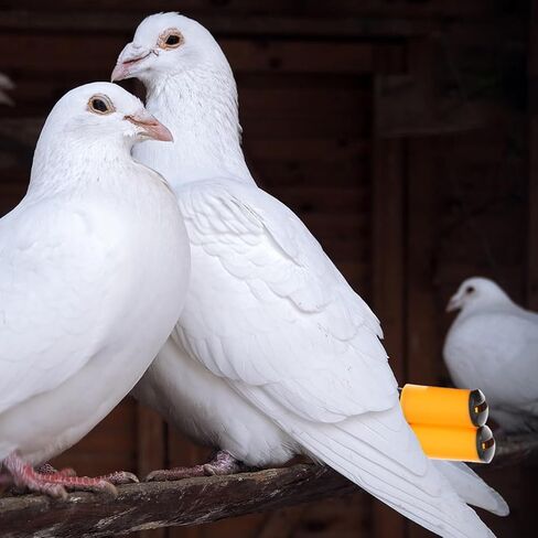 صفارات الحمام الصاخبة من Mipcase، 2 صفارات تدريب الحيوانات الأليفة للطيور لتدريب الحمام، لون عشوائي in Kuwait