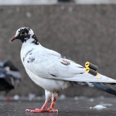 صفارات الحمام الصاخبة من Mipcase، 2 صفارات تدريب الحيوانات الأليفة للطيور لتدريب الحمام، لون عشوائي in Kuwait