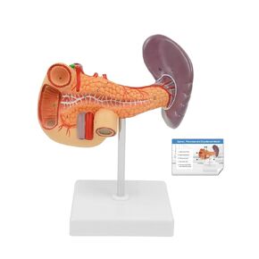 qzzXoq Liver Pancreas Duodenum Model, Human Liver Anatomical Model 3 Parts Life-Size Detachable Liver Spleen Blood Vessels Pancreas Suitable for Medical Teaching Scientific Education in Saudi Arabia