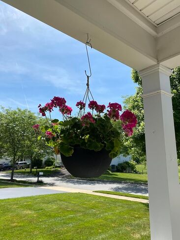 8 عبوات من خطافات سوداء مقاس 10 بوصة على شكل حرف S، خطافات طويلة كبيرة على شكل حرف S لتعليق النباتات، وسلال الزهور، وحامل تخزين، وشماعة إكليل خارجية، وخطافات معدنية شديدة التحمل للعريشة، والخزانة، والحديقة، والفناء in Kuwait